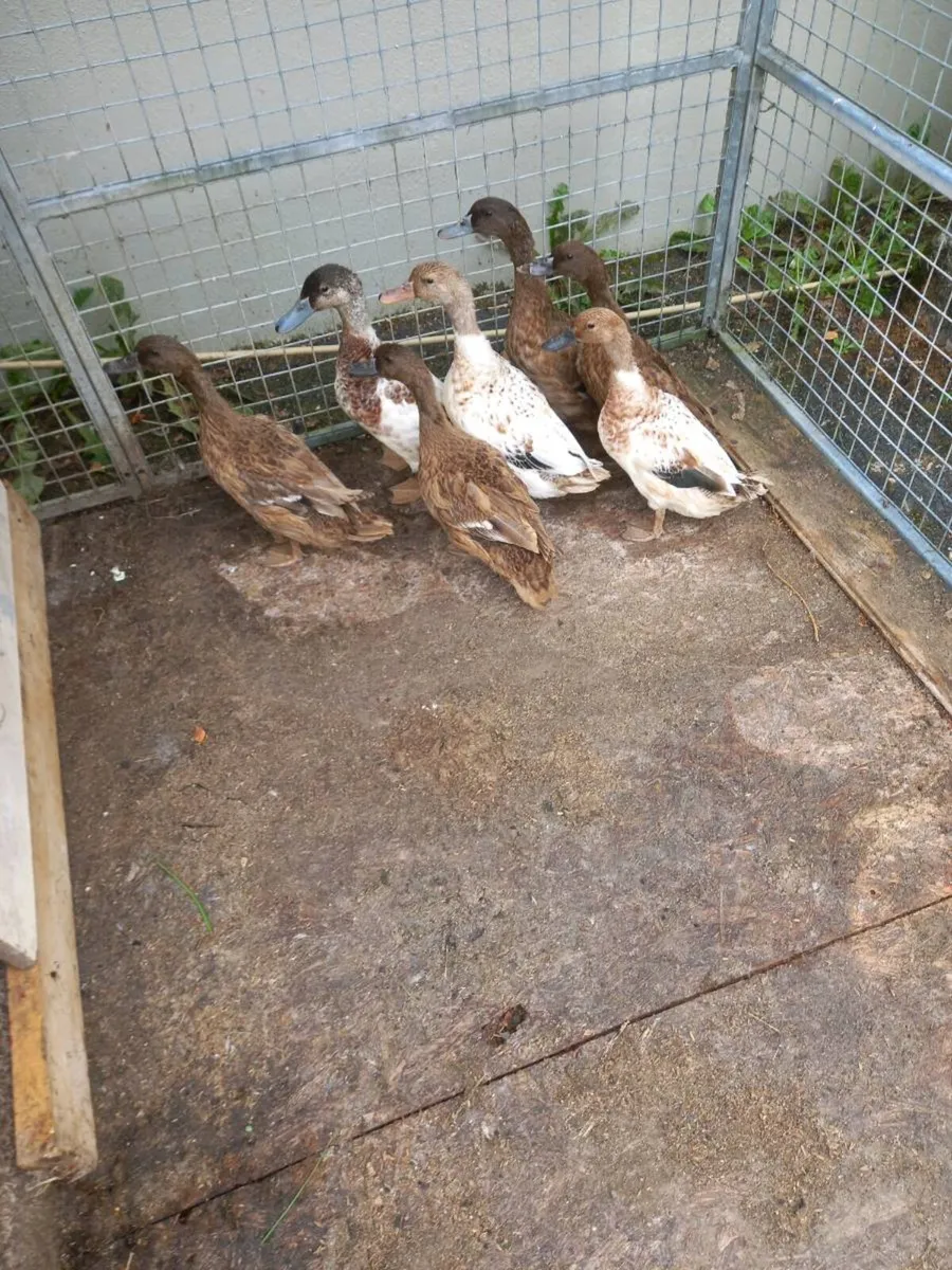 Ducks