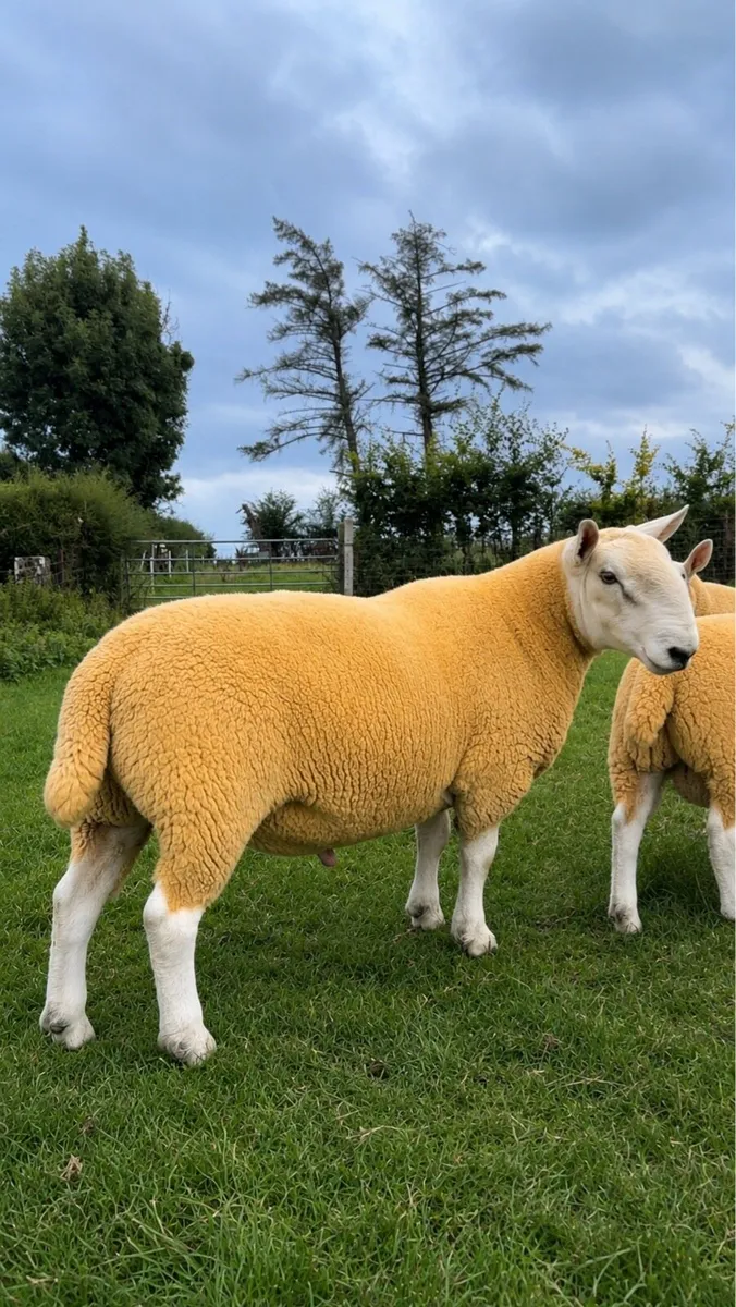 ⭐️2 Pedigree North Country Cheviot Hogget Rams ⭐️ - Image 3