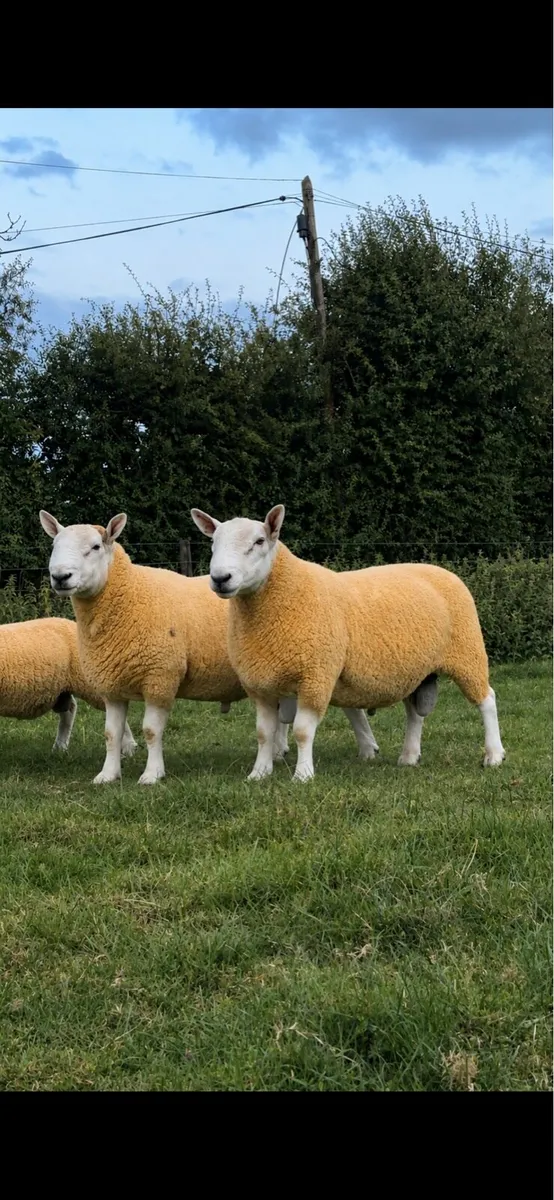 ⭐️2 Pedigree North Country Cheviot Hogget Rams ⭐️ - Image 1