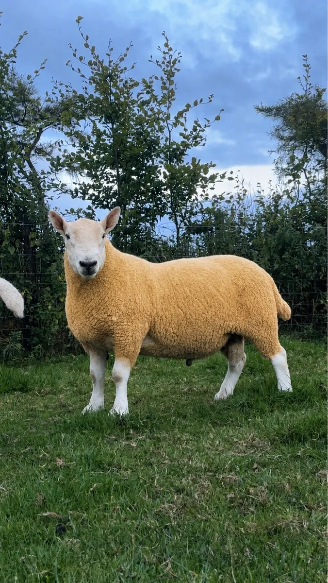 ⭐️2 Pedigree North Country Cheviot Hogget Rams ⭐️ - Image 2