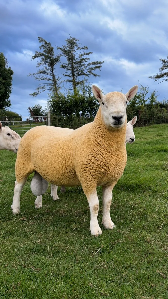 ⭐️2 Pedigree North Country Cheviot Hogget Rams ⭐️ - Image 4