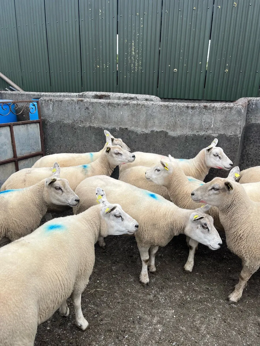 Top Quality Texel X Hoggets - Image 1