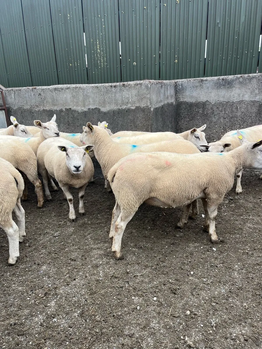 Top Quality Texel X Hoggets - Image 2