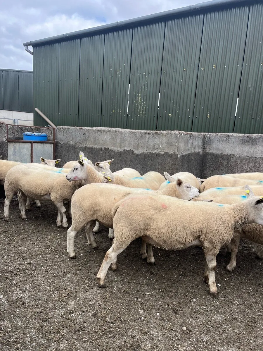 Top Quality Texel X Hoggets - Image 4