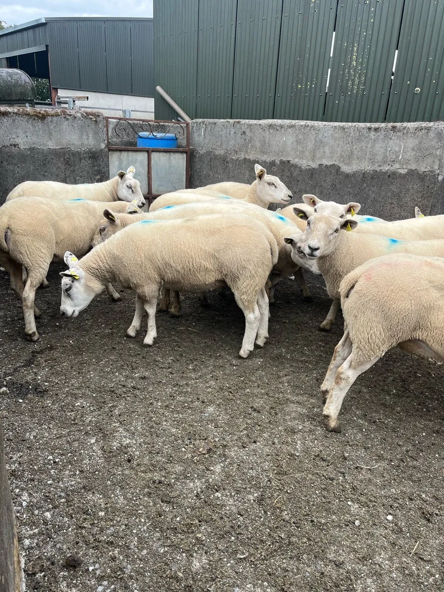 Top Quality Texel X Hoggets - Image 3