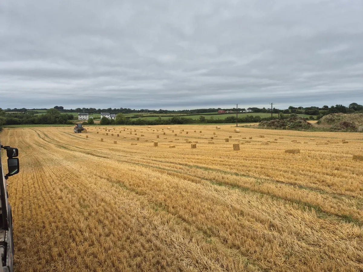 Square bales of hay and Straw - Image 4