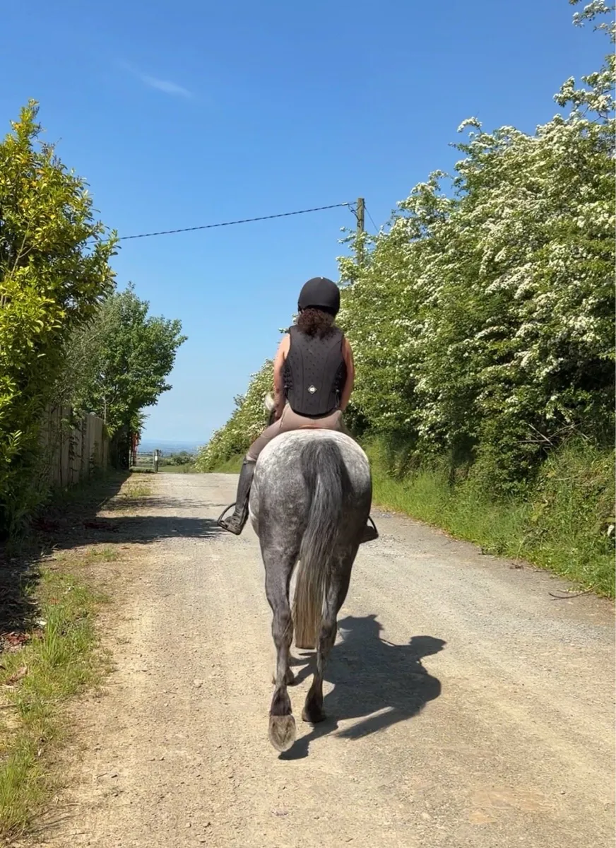 14hh Connemara Mare - Image 1