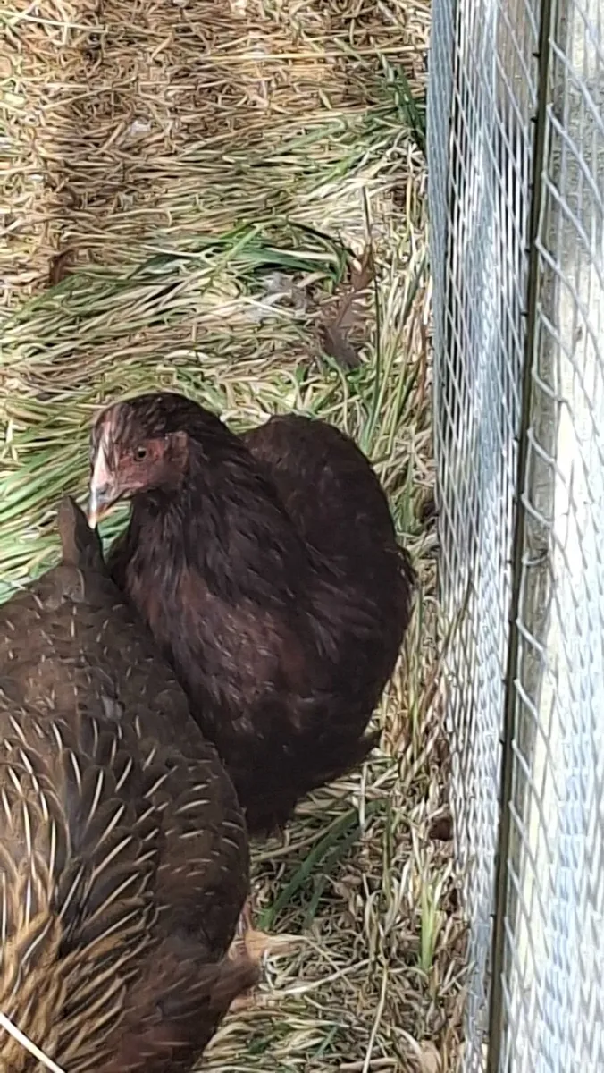 Rhode Island Red and Welsummer - Image 2