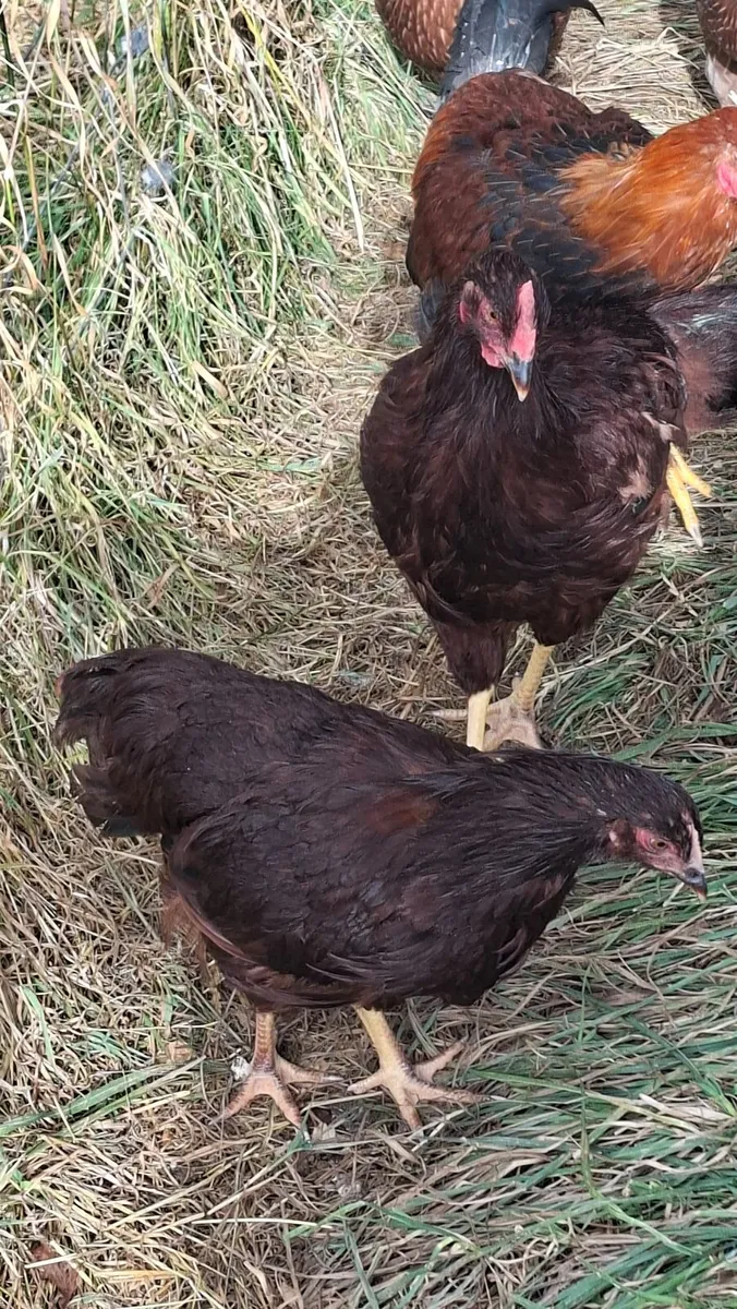 Rhode Island Red and Welsummer - Image 4