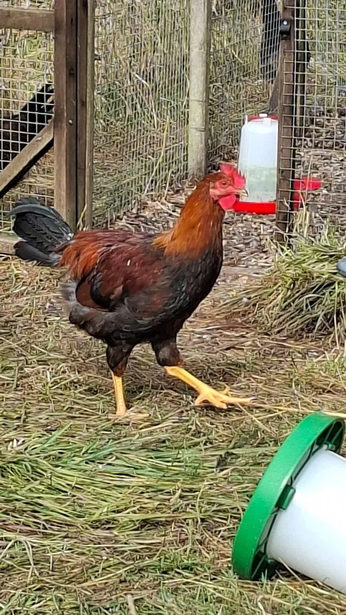 Rhode Island Red and Welsummer - Image 3