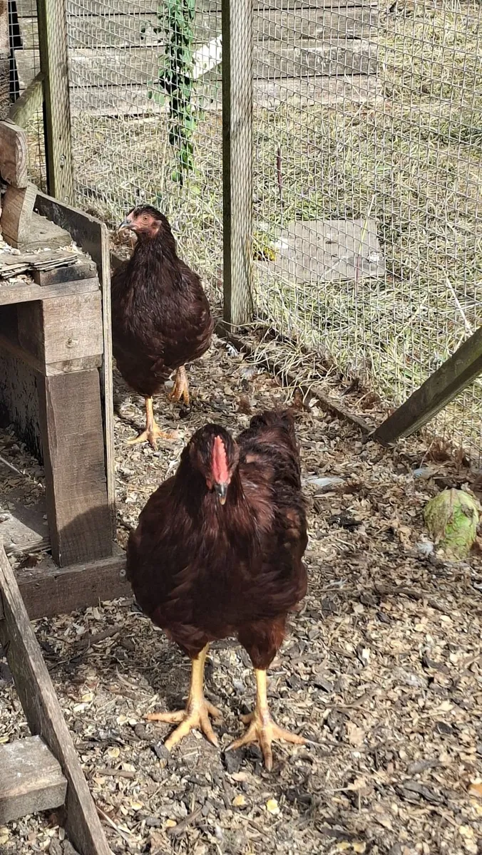 Rhode Island Red and Welsummer - Image 1