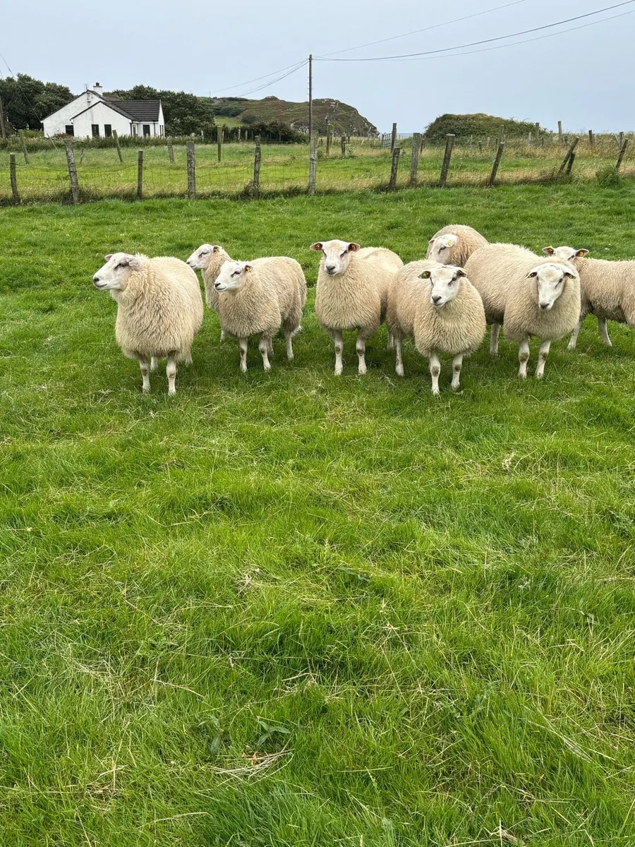 P.B R Belclare ram lambs S I S - Image 2