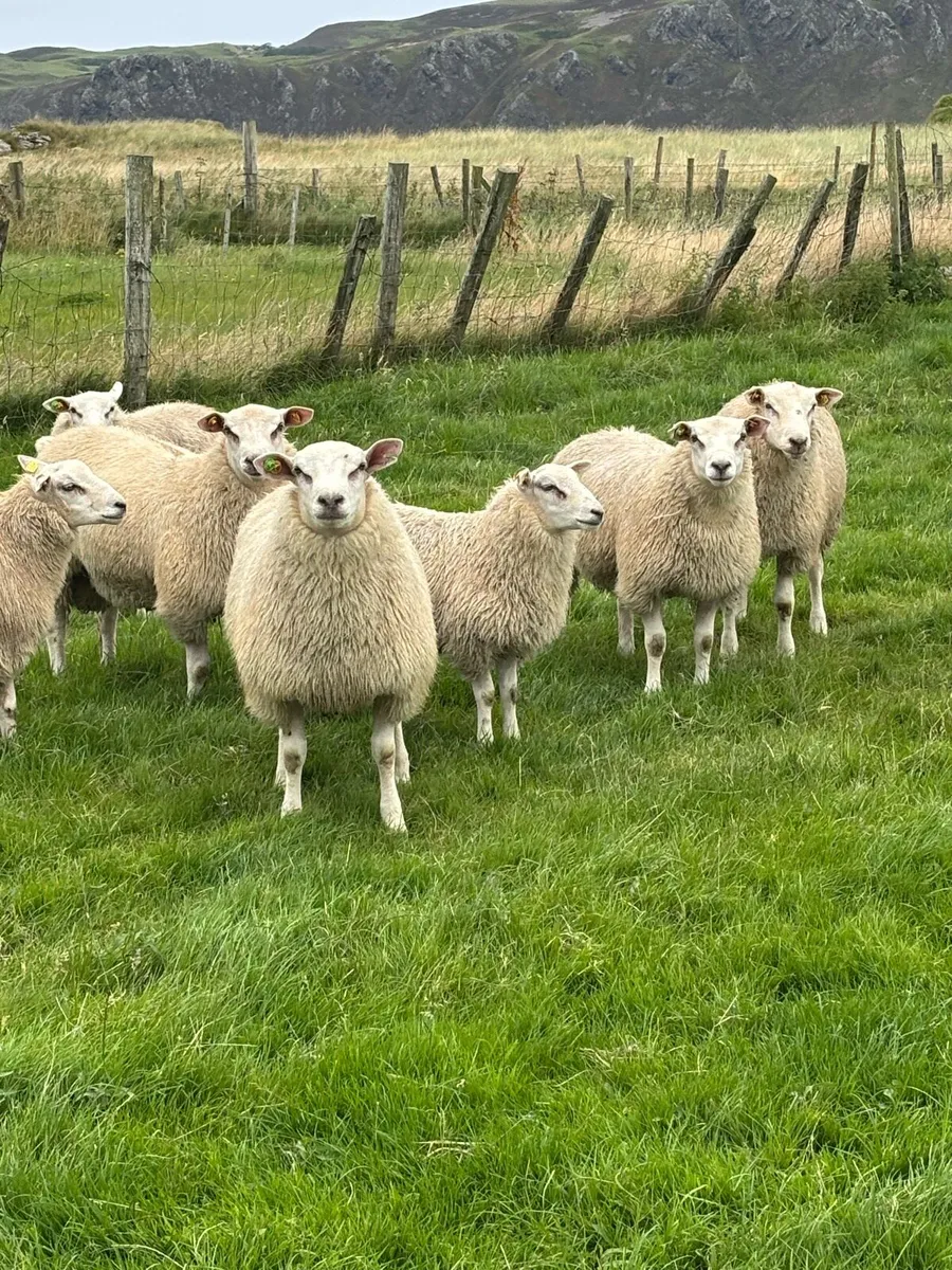 P.B R Belclare ram lambs S I S - Image 1