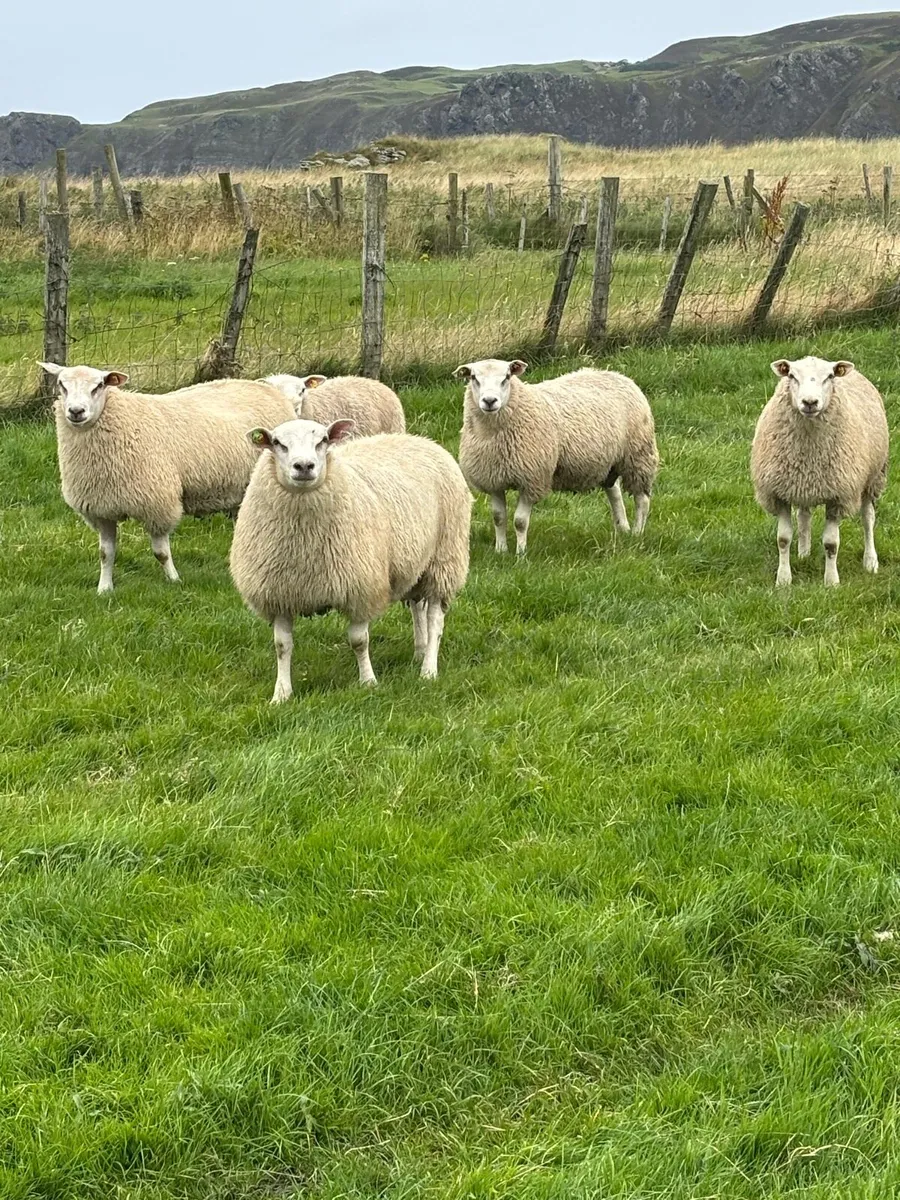 P.B R Belclare ram lambs S I S - Image 4