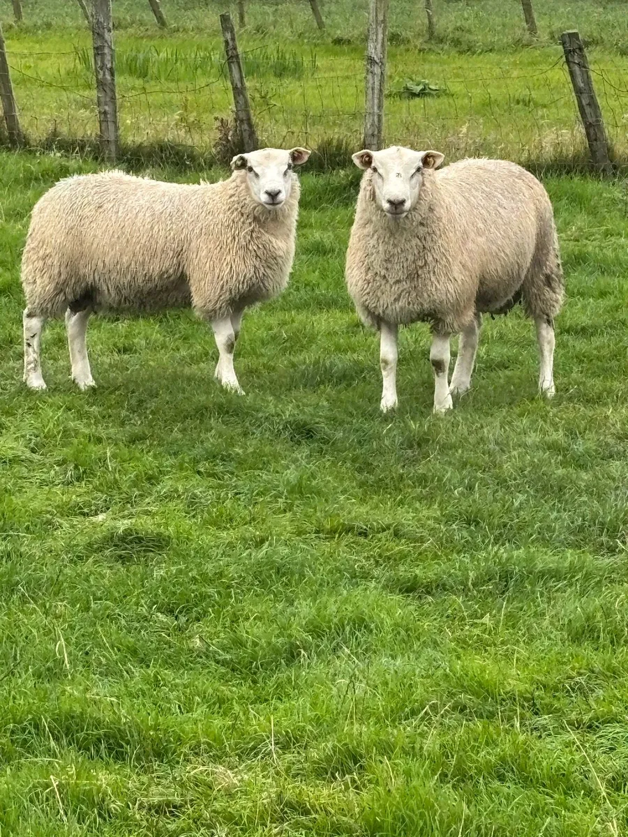 P.B R Belclare ram lambs S I S - Image 3