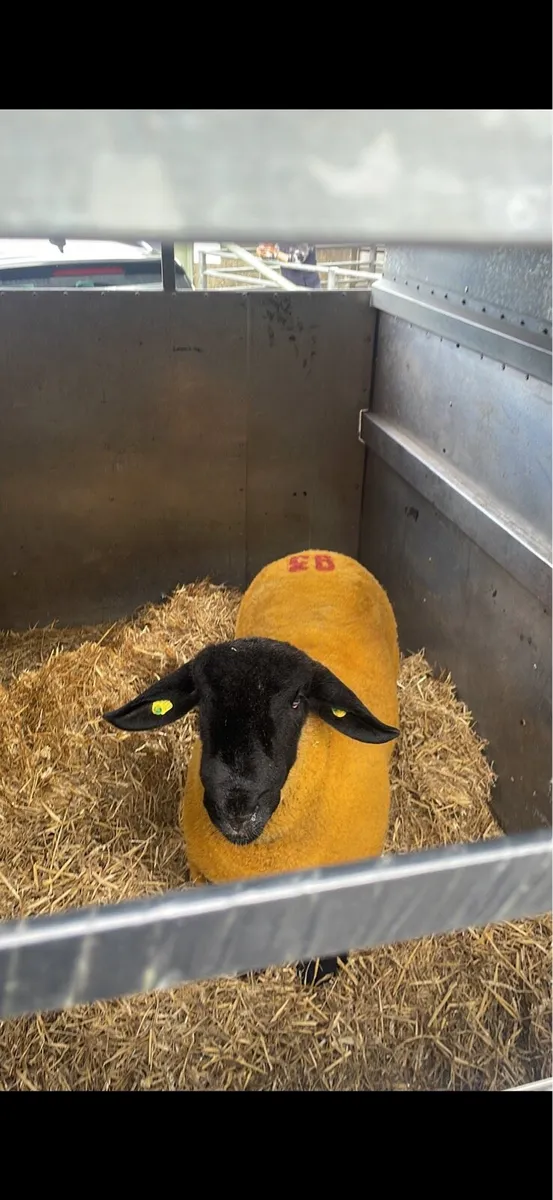 PBR Stock Ram - Ballinatone Baggio - Image 2
