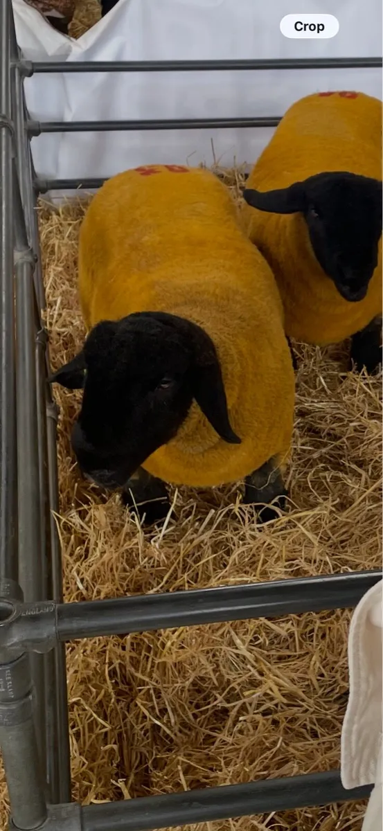 PBR Stock Ram - Ballinatone Baggio - Image 1