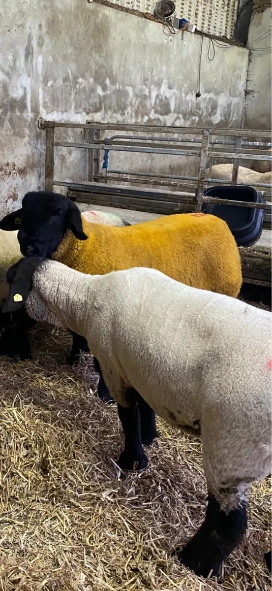 PBR Stock Ram - Ballinatone Baggio - Image 3