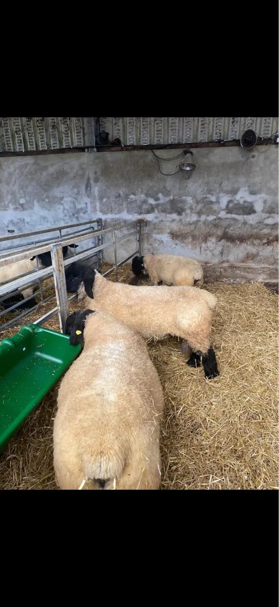PBR Stock Ram - Ballinatone Baggio - Image 4