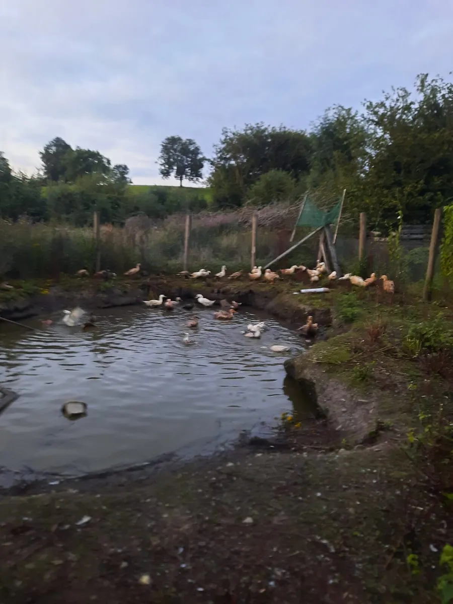 Ducks and Turkey Poults. - Image 1