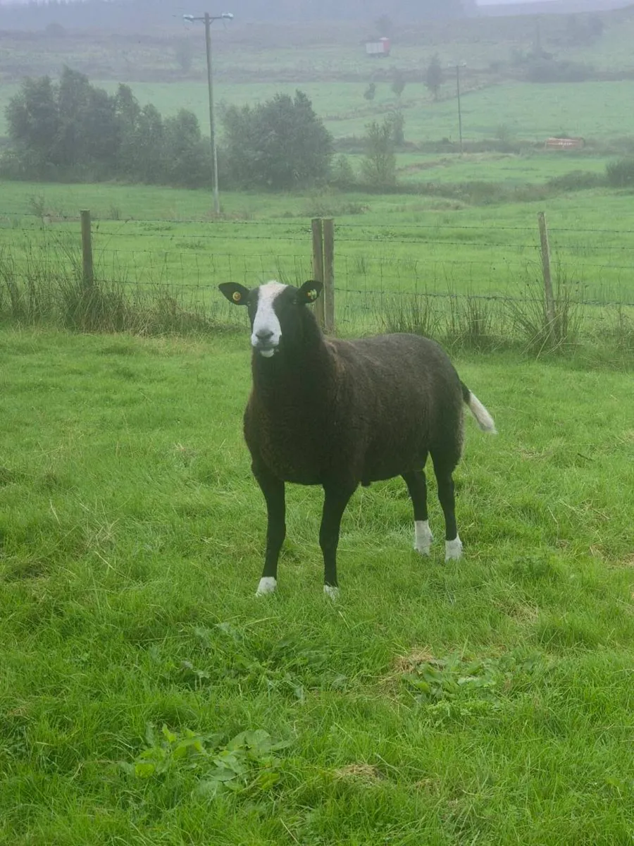 Zwartble Ram - Image 1