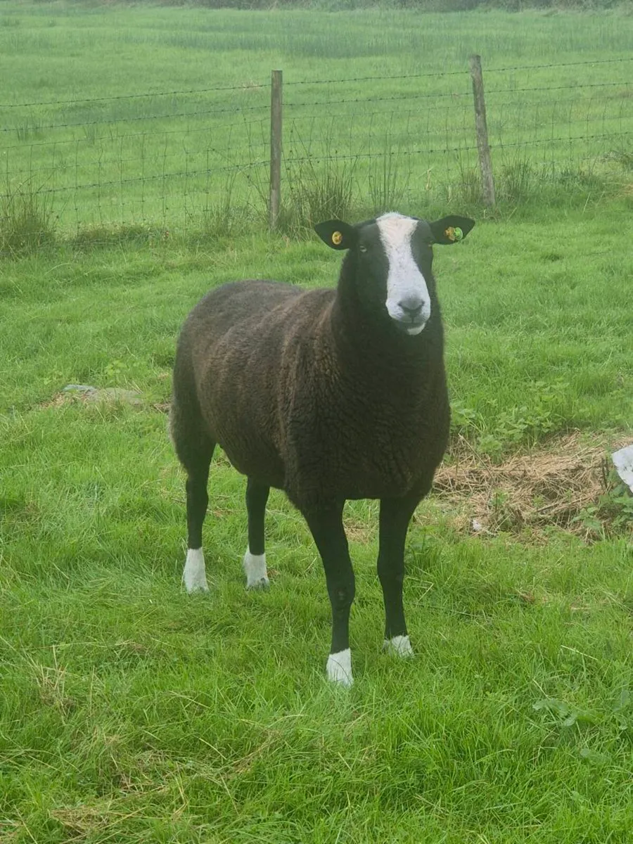 Zwartble Ram - Image 2