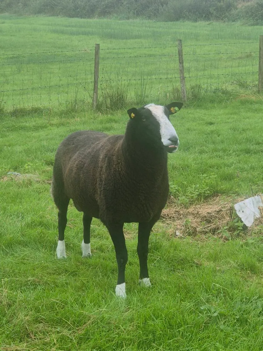 Zwartble Ram - Image 3