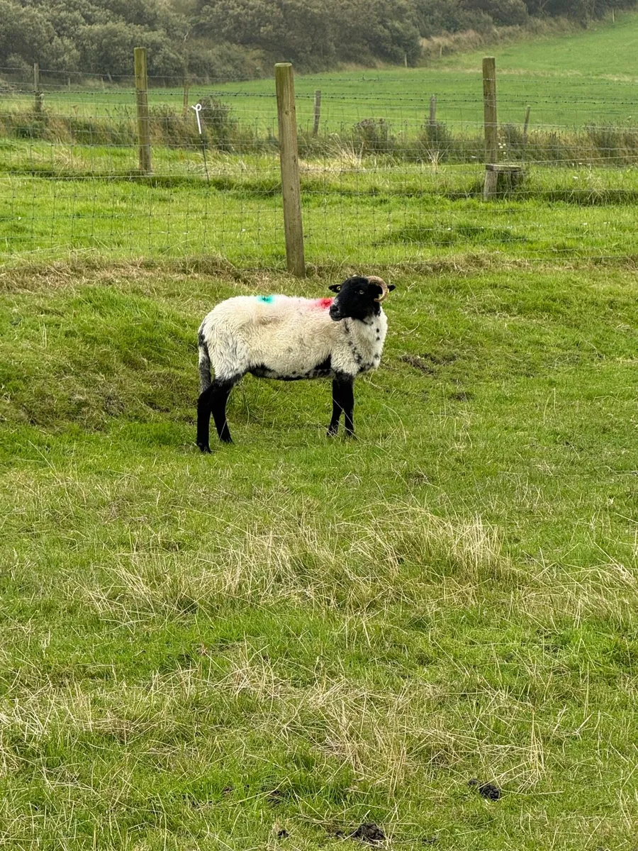 1 crop ewes - Image 2