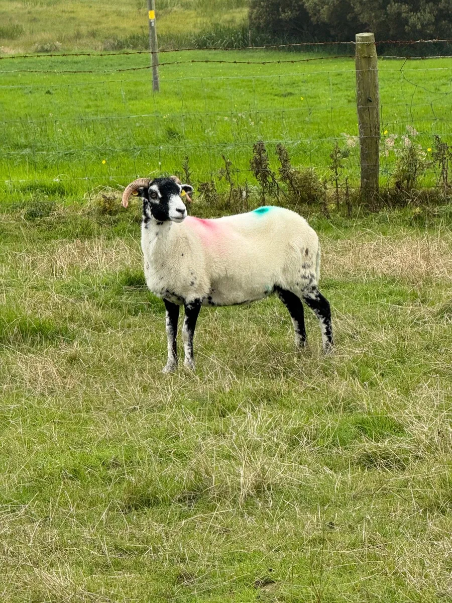 1 crop ewes - Image 3