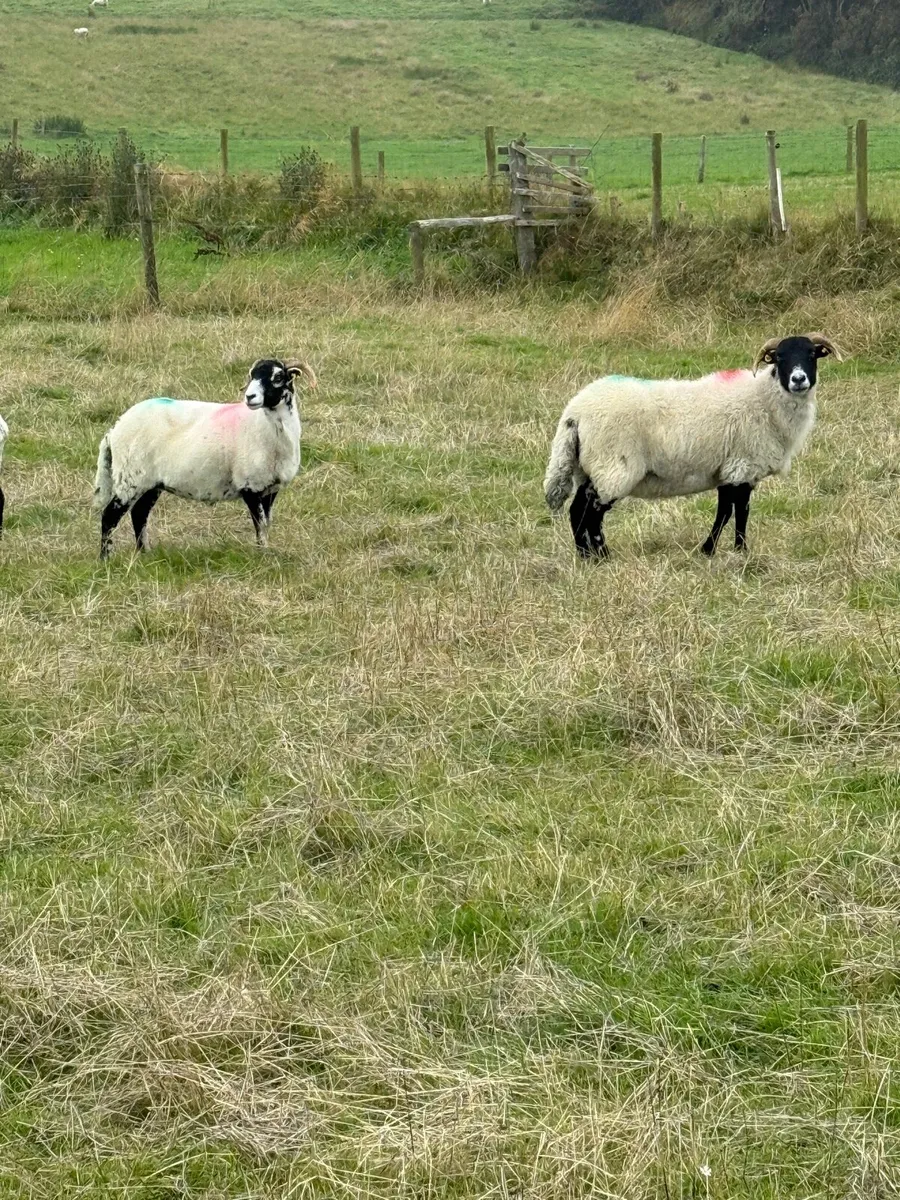 1 crop ewes - Image 4