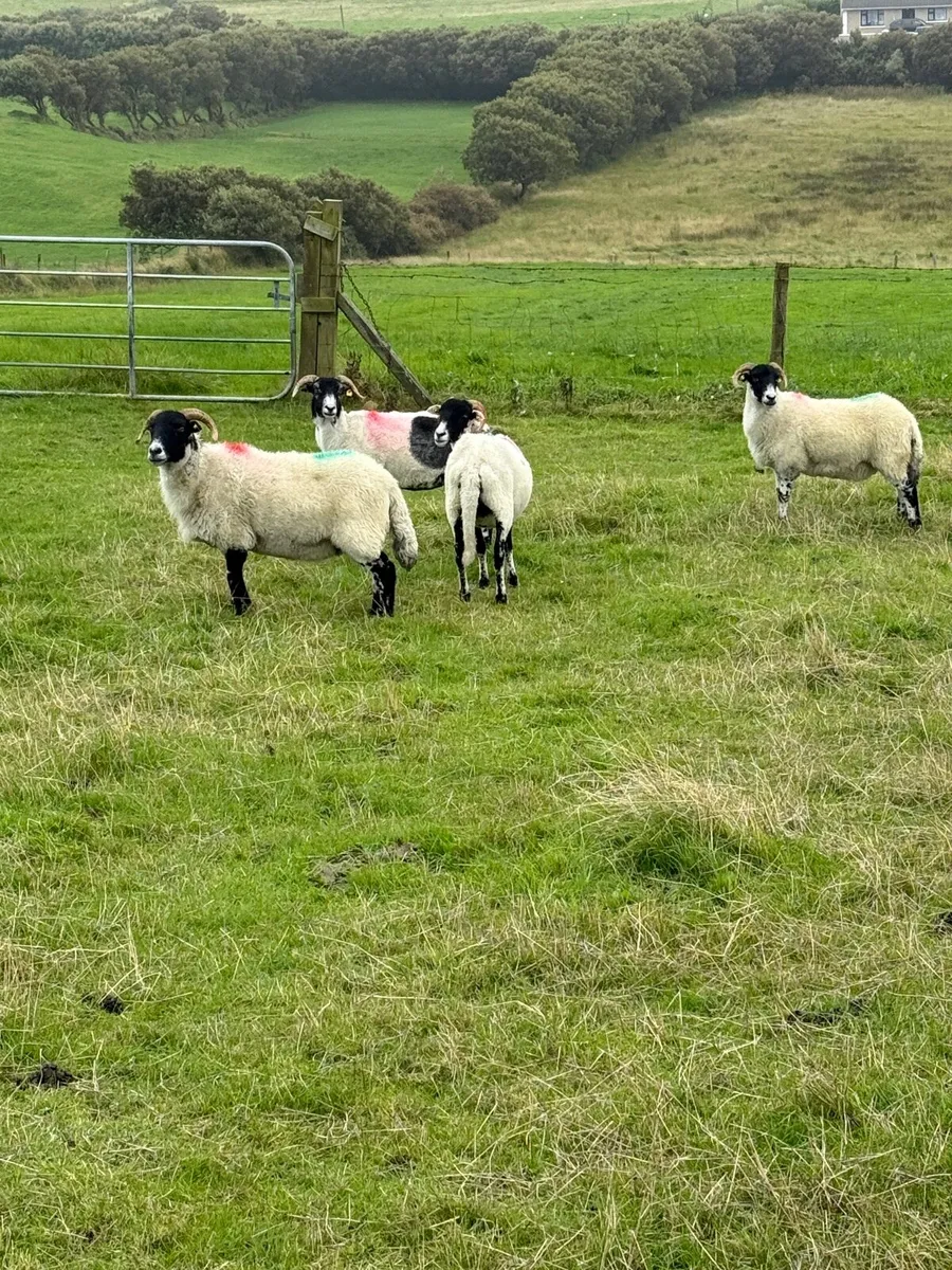 1 crop ewes - Image 1