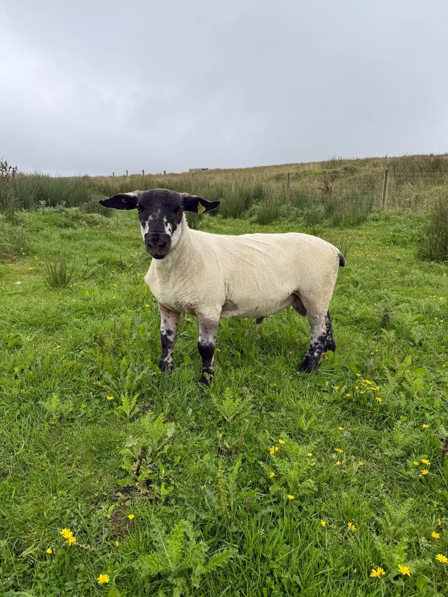 Suftex Ram & Ewe lambs - Image 1