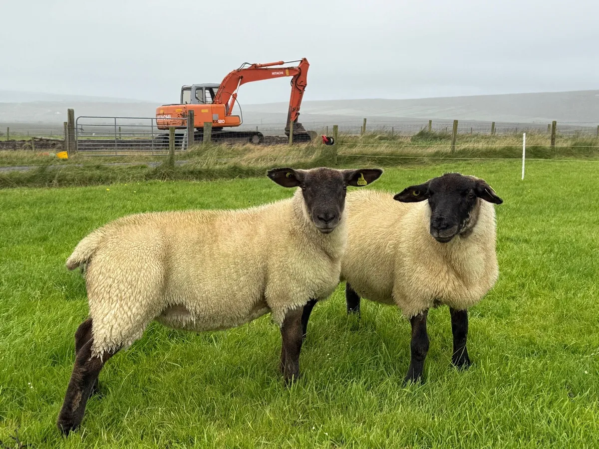 Suftex Ram & Ewe lambs - Image 2