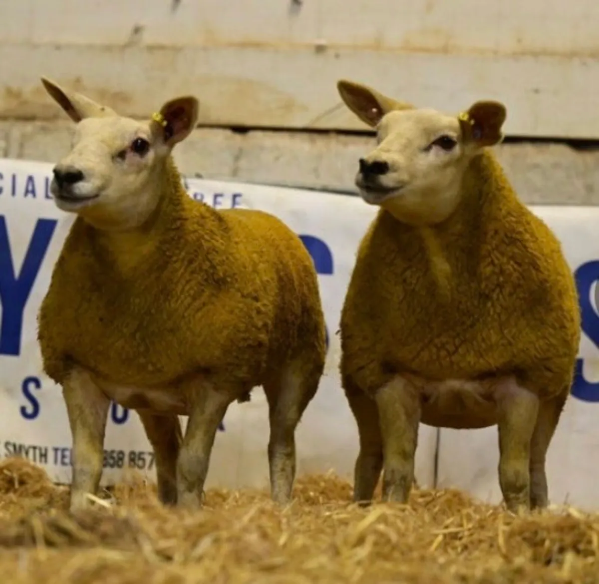 Suftex Ram & Ewe lambs - Image 3