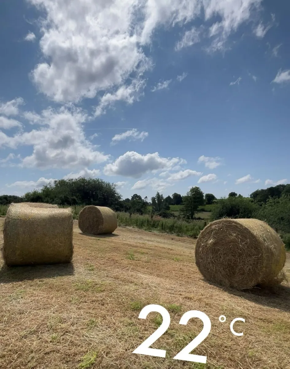 Hay for sale - Image 1