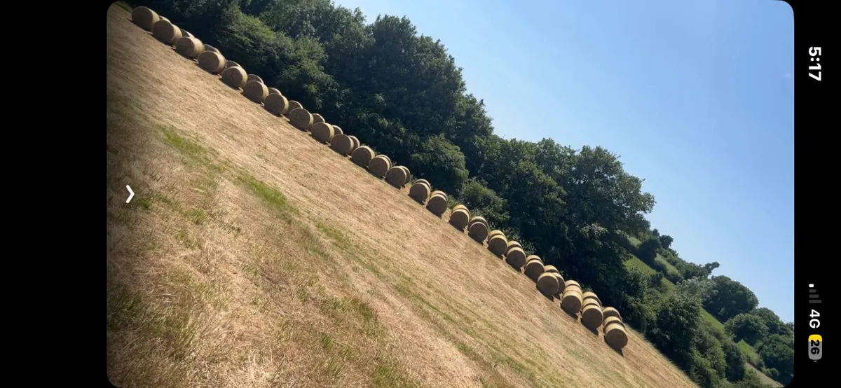Hay for sale - Image 2