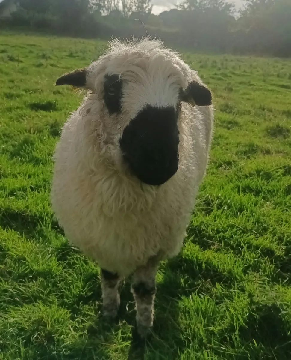 Valais black nose sheep - Image 4