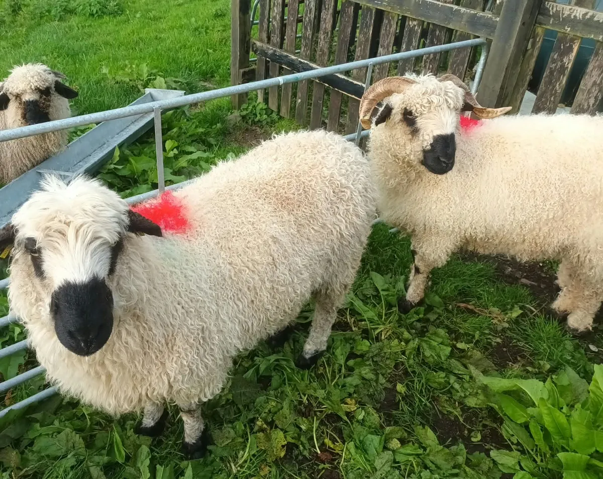 Valais black nose sheep - Image 1