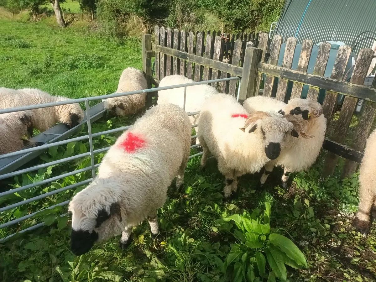 Valais black nose sheep - Image 2
