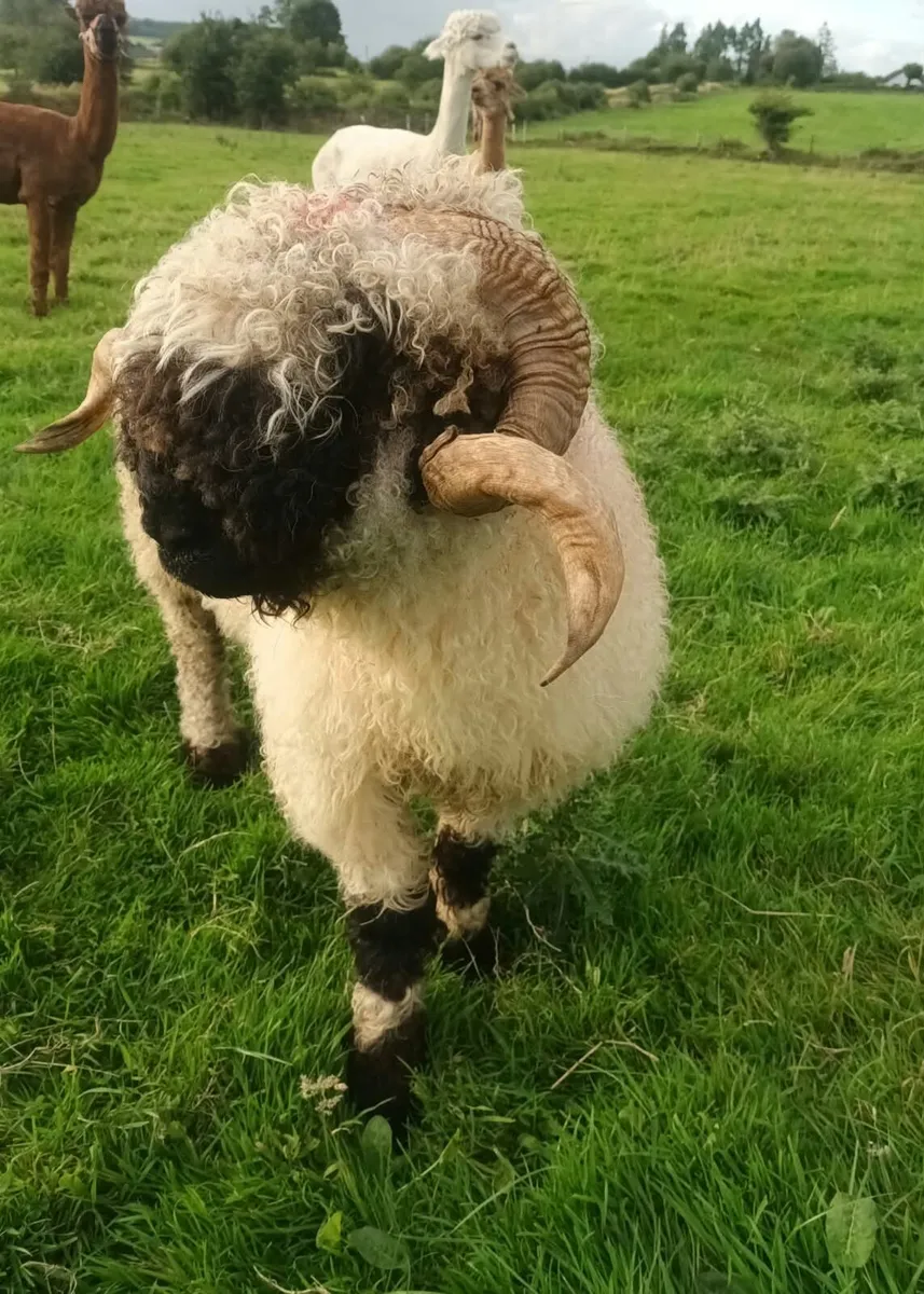 Valais black nose sheep - Image 3