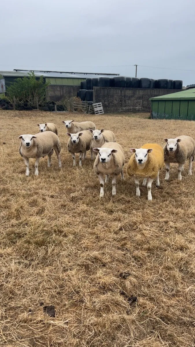 Pedigree texel rams - Image 1