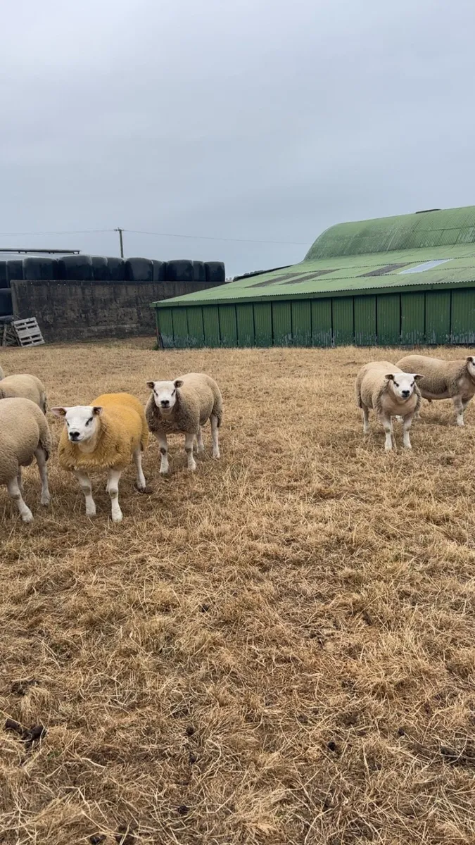 Pedigree texel rams - Image 2