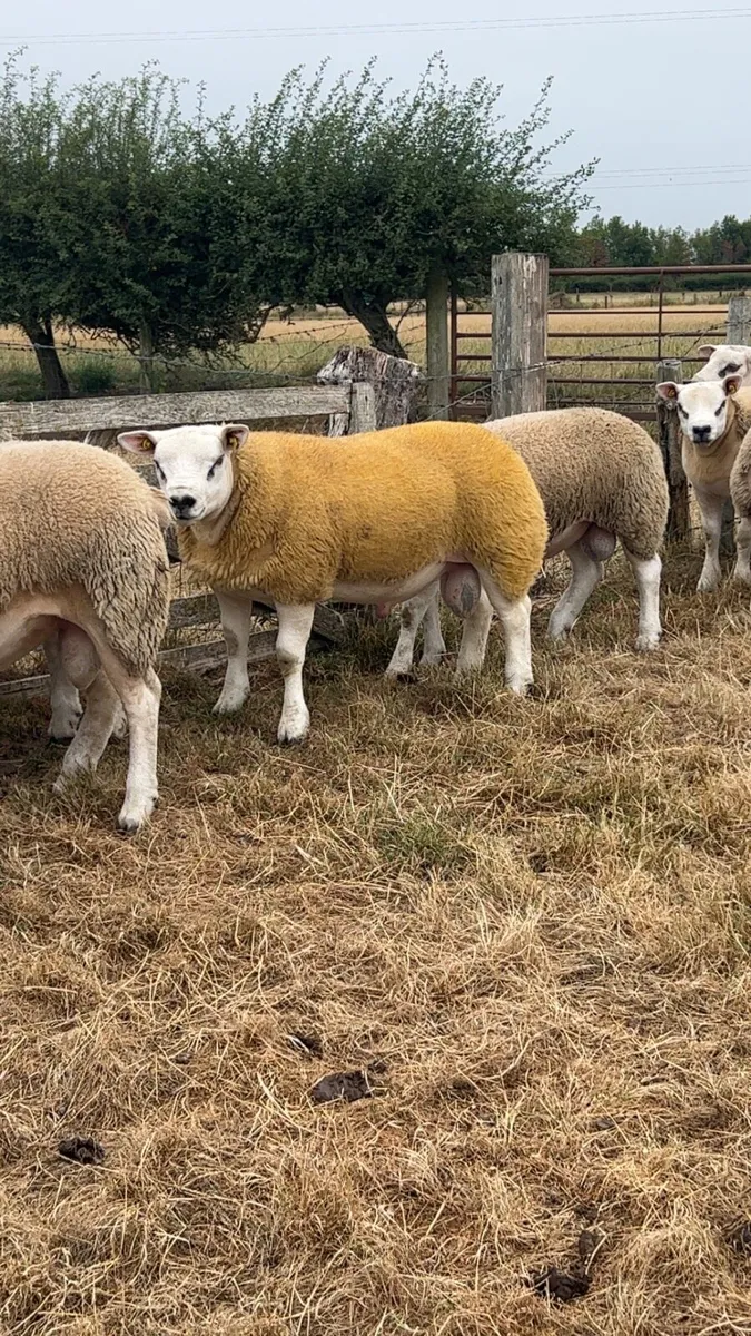 Pedigree texel rams - Image 3