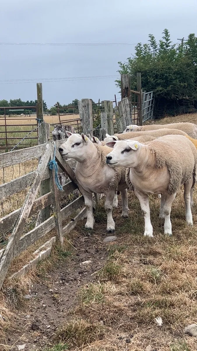 Pedigree texel rams - Image 4