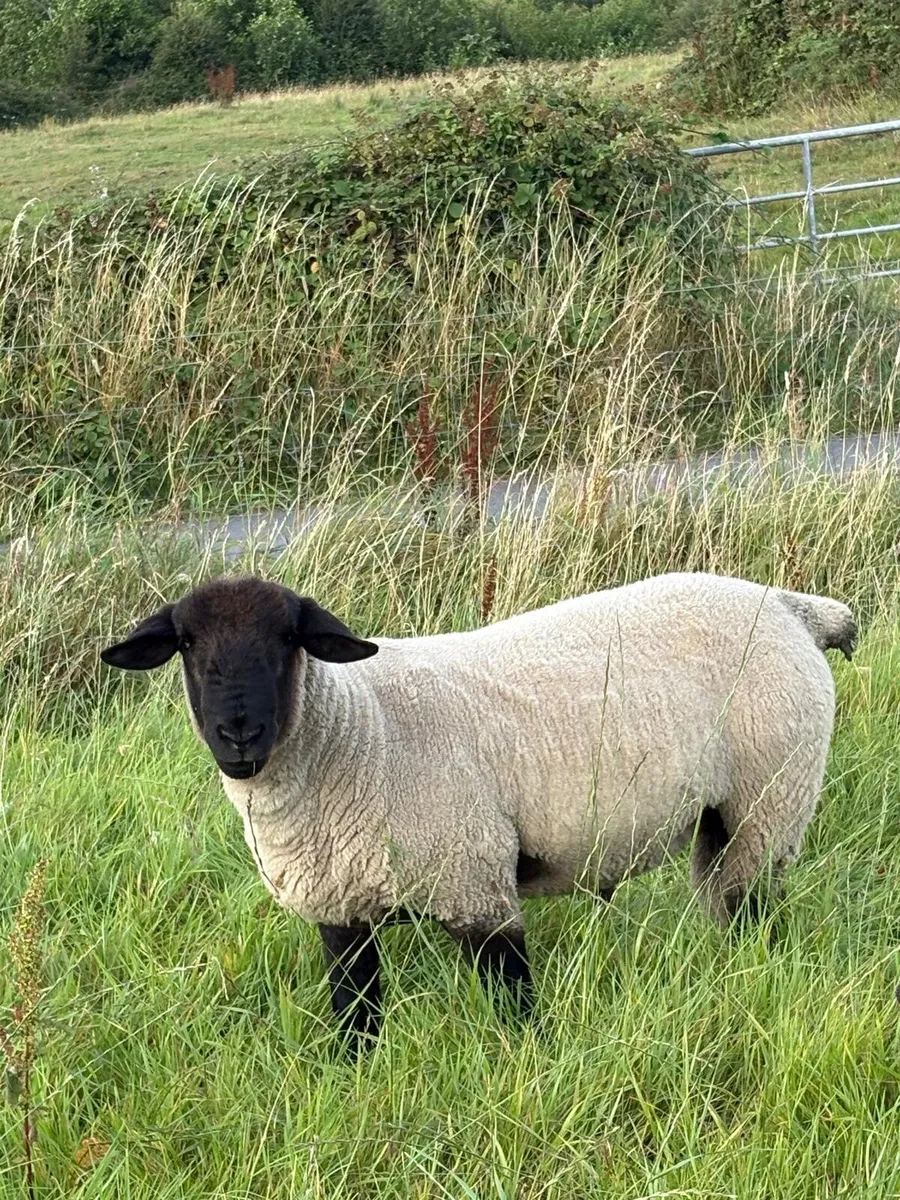 Suffolk hogget ram - Image 1