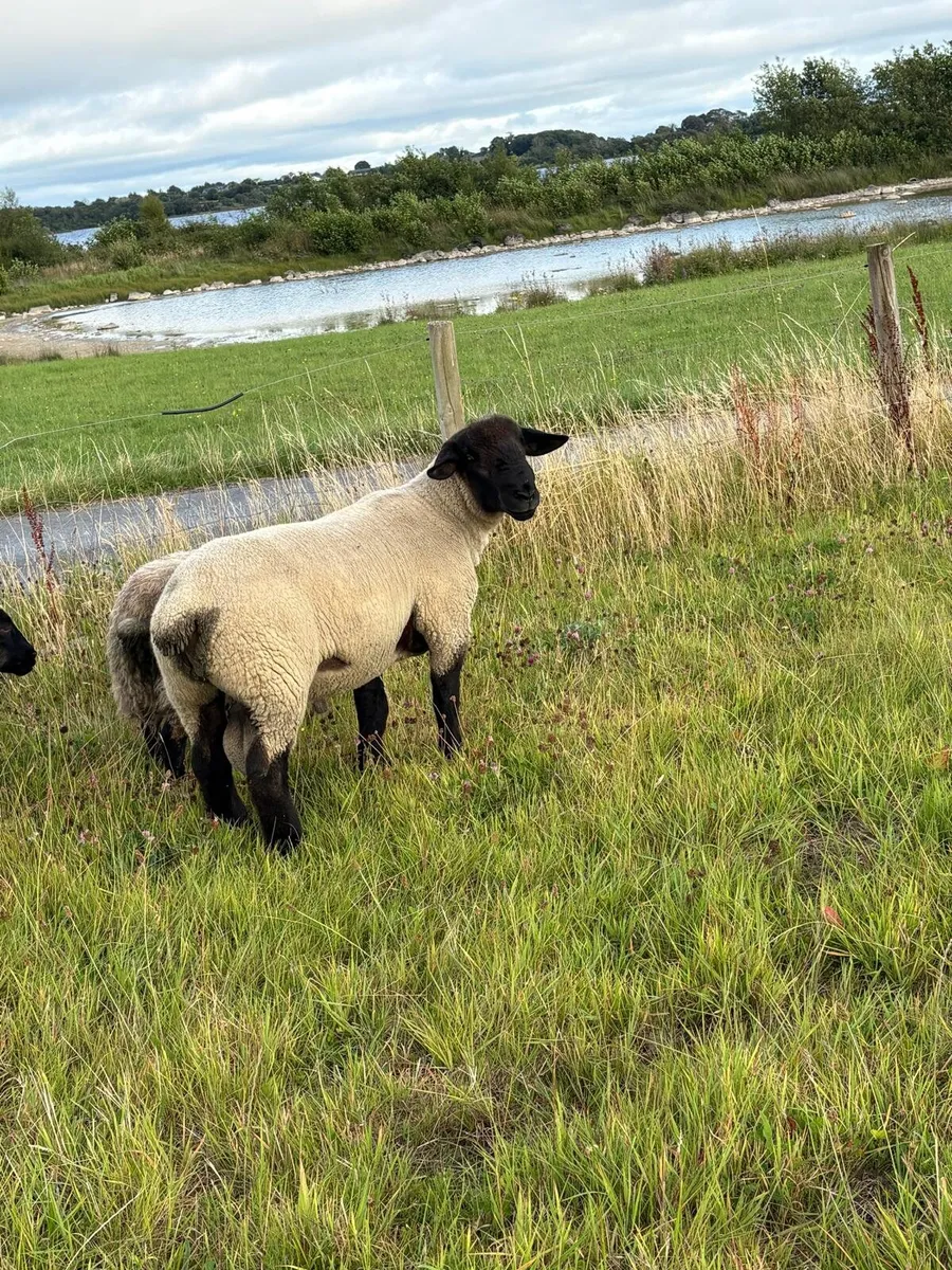 Suffolk hogget ram - Image 4
