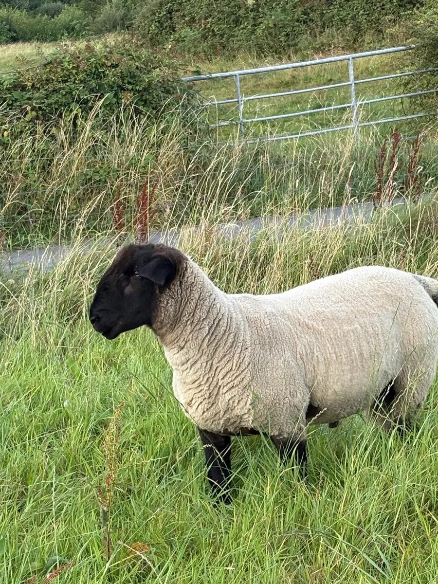 Suffolk hogget ram - Image 2