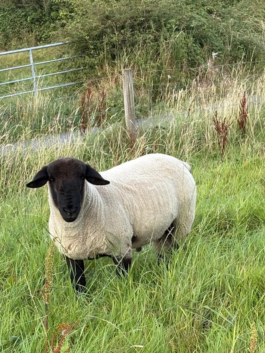 Suffolk hogget ram - Image 3