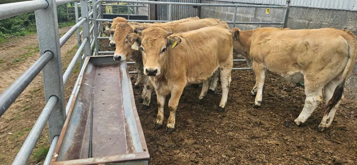 Aubrac Weanlings - Image 1