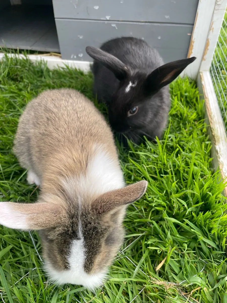 Rabbit